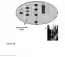 Fig. 30 - Assay supports comprising a peg support, said support attached from a peg solution in cloud point (theta solvent) conditions