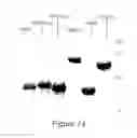 Fig. 19 - POLYVALENT CHIMERIC OSPC VACCINOGEN AND DIAGNOSTIC ANTIGEN