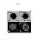 Fig. 02 - Materials and methods for assaying living cells
