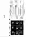 Fig. 37 - Materials and methods for assaying living cells