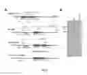 Fig. 09 - Intercellular labeling of ligand-receptor interactions