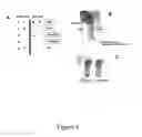 Fig. 09 - Methods and kits for detecting misfolded proteins