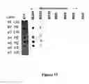 Fig. 14 - Methods and kits for detecting misfolded proteins