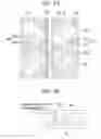Fig. 09 - Liquid crystal display