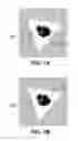 Fig. 09 - Image adaptive physiologically plausible color separation