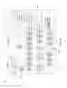 Fig. 14 - Cascading Operational Workforce Planning to Lower Level Managers