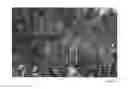 Fig. 03 - Pecan tree named 'Tom'
