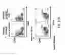 Fig. 100 - Non-human animals with modified immunoglobulin heavy chain sequences