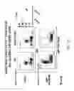 Fig. 13 - Non-human animals with modified immunoglobulin heavy chain sequences