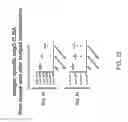 Fig. 25 - Non-human animals with modified immunoglobulin heavy chain sequences