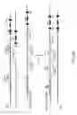 Fig. 42 - Non-human animals with modified immunoglobulin heavy chain sequences