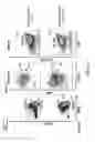 Fig. 77 - Non-human animals with modified immunoglobulin heavy chain sequences