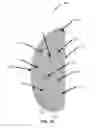 Fig. 04 - Bovine Hoofblock with Improved Glue Application, Adhesion, and Design