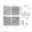 Fig. 06 - Method and Composition for Hypothermic Storage of Placental Tissue