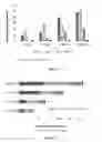 Fig. 02 - Cell free supernatant composition of microbial culture for agricultural use