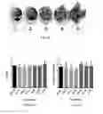 Fig. 13 - Cell free supernatant composition of microbial culture for agricultural use