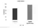 Fig. 30 - Cell free supernatant composition of microbial culture for agricultural use