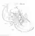 Fig. 17 - Shoe Having Lace Fitting Structure