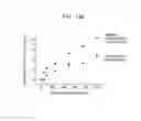 Fig. 24 - BIOSENSOR  AND  WEARABLE  DEVICE  FOR DETECTING  BIOINFORMATION  INCLUDING HYBRID  ELECTRONIC  SHEET