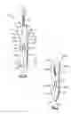 Fig. 02 - Dental expansion assembly