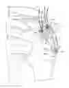 Fig. 01 - Muscle tissue anchor plate