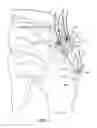 Fig. 03 - Muscle tissue anchor plate