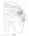 Fig. 04 - Muscle tissue anchor plate