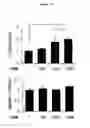 Fig. 19 - Composition comprising ASM inhibitor as active ingredient for preventing or treating degenerative neurological disorders