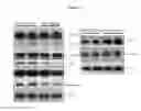 Fig. 35 - Composition comprising ASM inhibitor as active ingredient for preventing or treating degenerative neurological disorders