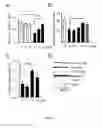 Fig. 04 - Small molecule activators of NRF2 pathway