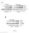 Fig. 13 - Small molecule activators of NRF2 pathway