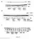 Fig. 25 - Small molecule activators of NRF2 pathway