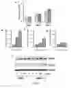 Fig. 28 - Small molecule activators of NRF2 pathway