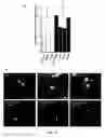 Fig. 29 - Small molecule activators of NRF2 pathway