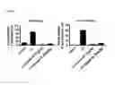 Fig. 03 - Pharmaceutical composition comprising N1-cyclic amine-N5-substituted biguanide derivatives as an ingredient for preventing or treating fibrosis