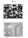 Fig. 02 - Agent for promoting corneal endothelial cell adhesion