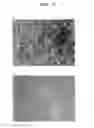 Fig. 04 - Agent for promoting corneal endothelial cell adhesion