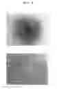 Fig. 05 - Agent for promoting corneal endothelial cell adhesion
