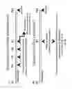 Fig. 29 - Estrogenic components for use in the treatment of neurological disorders