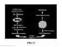 Fig. 06 - Compositions comprising nanoparticles and apoptotic agents and methods of use