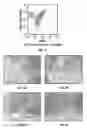 Fig. 03 - ORGANOIDS COMPRISING ISOLATED RENAL CELLS AND USE THEREOF