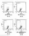Fig. 04 - ORGANOIDS COMPRISING ISOLATED RENAL CELLS AND USE THEREOF
