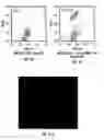 Fig. 05 - ORGANOIDS COMPRISING ISOLATED RENAL CELLS AND USE THEREOF