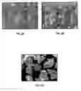 Fig. 07 - ORGANOIDS COMPRISING ISOLATED RENAL CELLS AND USE THEREOF