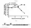 Fig. 05 - Composition for preventing or treating hepatitis C including vitidis vinferae radix extract or fraction thereof as active ingredient