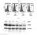 Fig. 06 - Composition for preventing or treating hepatitis C including vitidis vinferae radix extract or fraction thereof as active ingredient