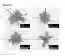 Fig. 06 - Peptides having anti-inflammatory properties