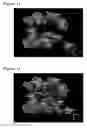 Fig. 08 - Peptides having anti-inflammatory properties