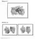 Fig. 09 - Peptides having anti-inflammatory properties