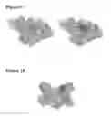 Fig. 11 - Peptides having anti-inflammatory properties